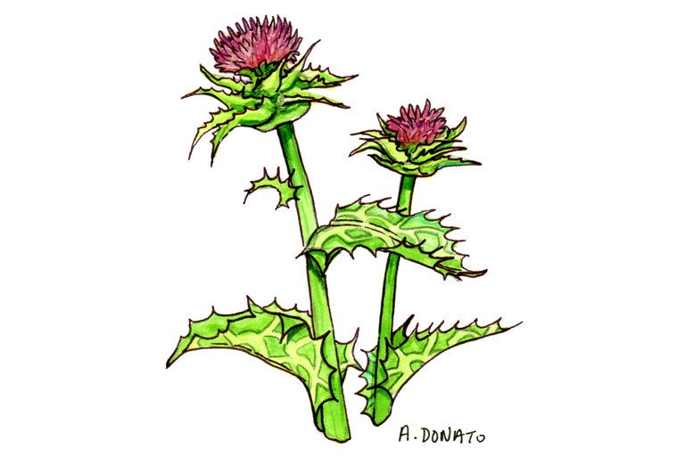 Milk Thistle