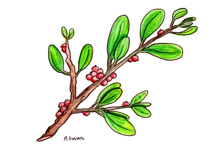 Mistletoe (European)