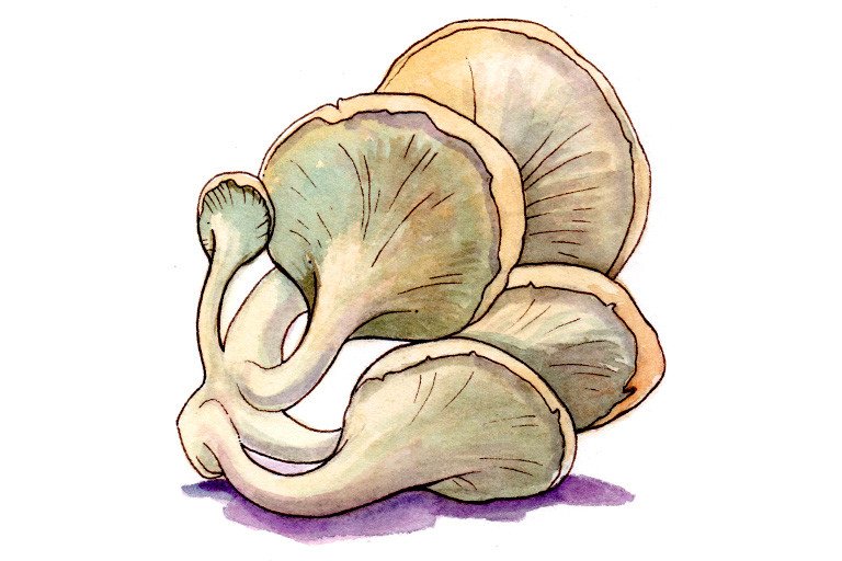 Oyster mushroom