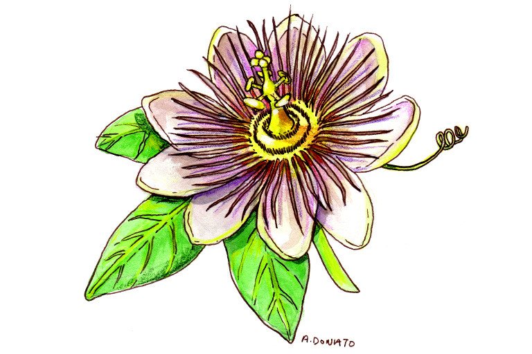 Passion Flower And Diazepam