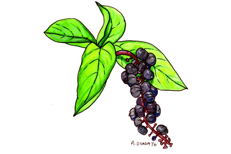 Pokeweed