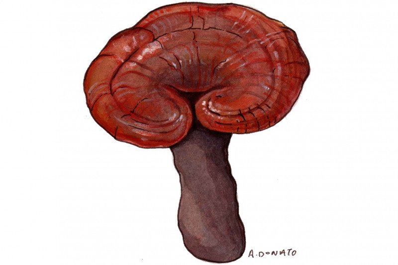 Reishi Mushroom