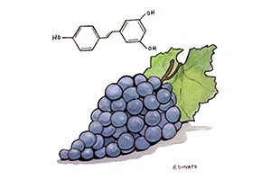 Resveratrol