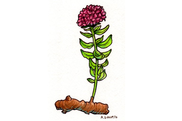 Rhodiola