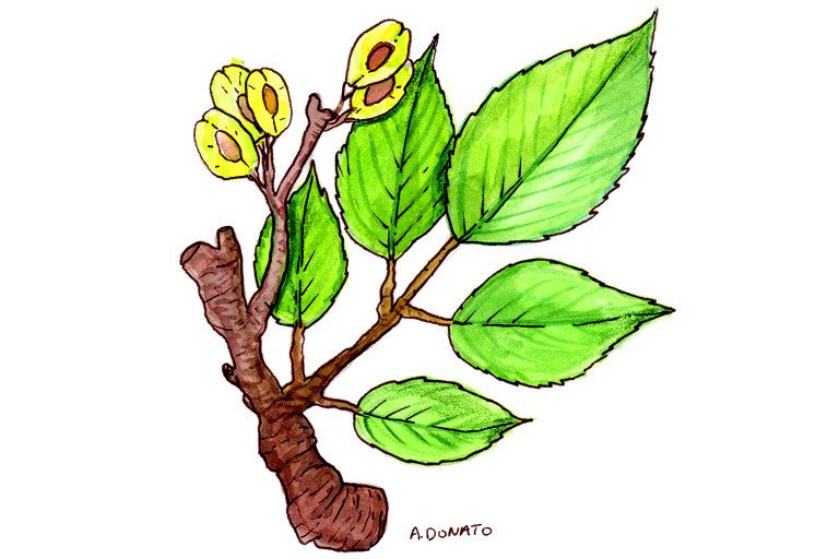 Slippery Elm