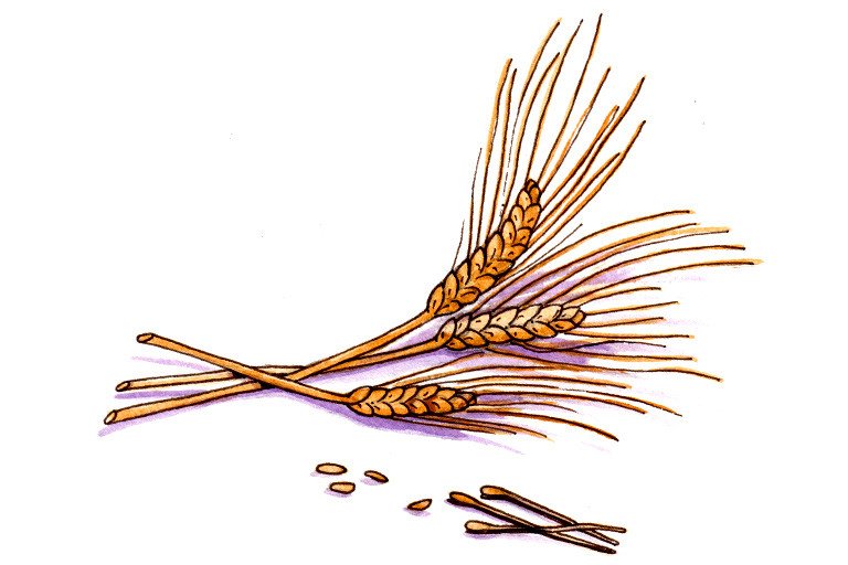 Wheat germ extract