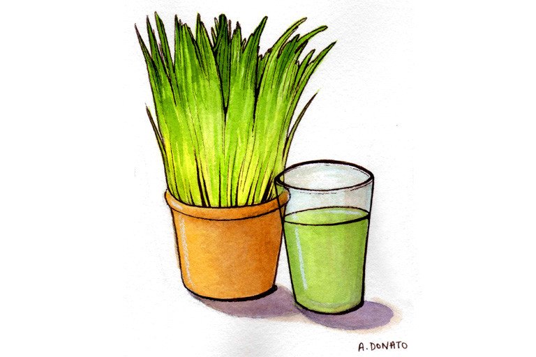 Wheat grass