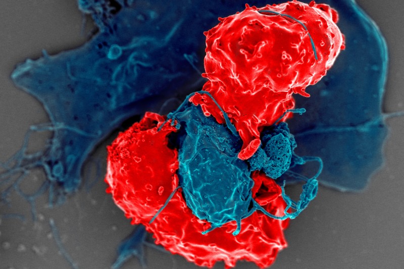 microscope image of regulatory T cells