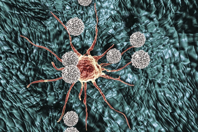 Immune T cells (white) often home in on cancer cells but then fail to finish the job of killing them.