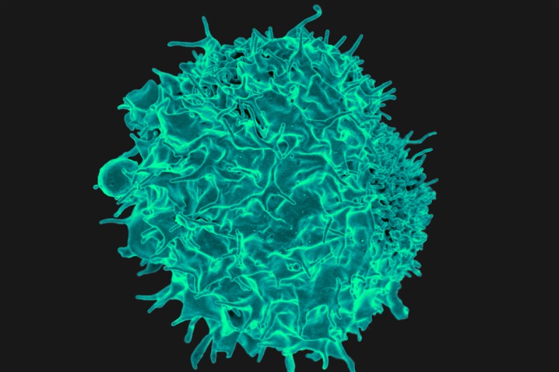 micrograph of a T cell