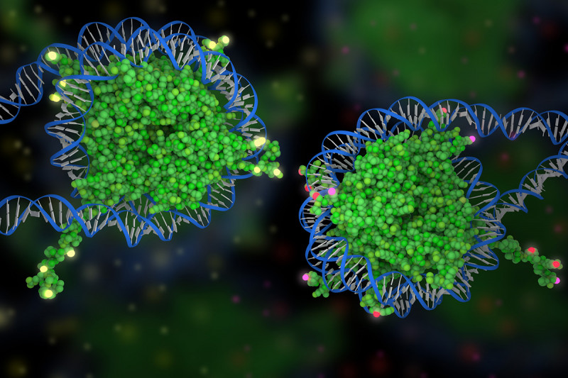 DNA molecules wrapped around histones