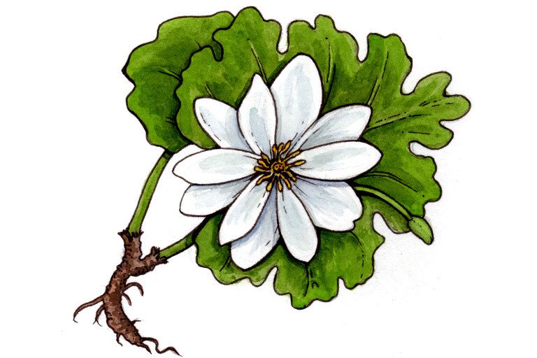 [Image: Bloodroot001_3x2.jpg]