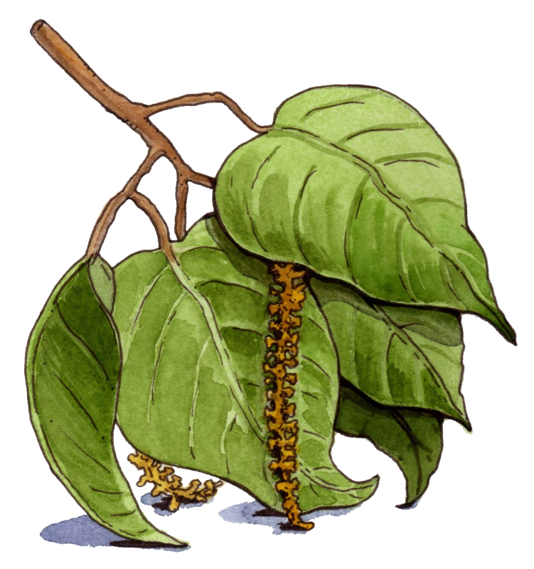 Croton lechleri