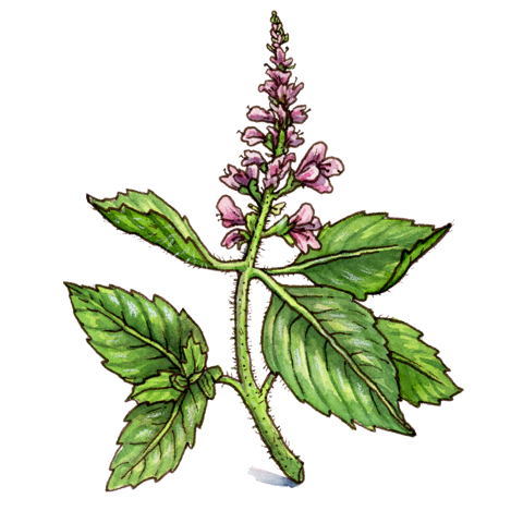Holy basil