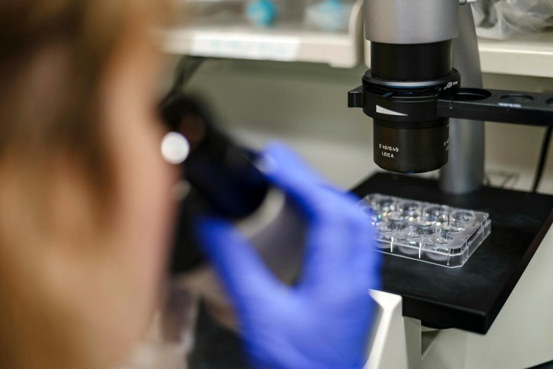 an MSK researcher looks through a microscope