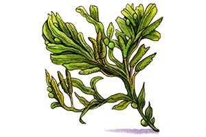 Bladder wrack