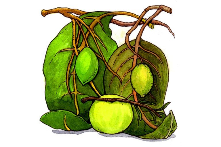 Triphala