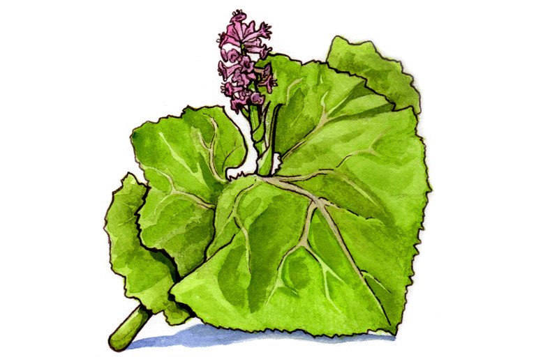 Butterbur