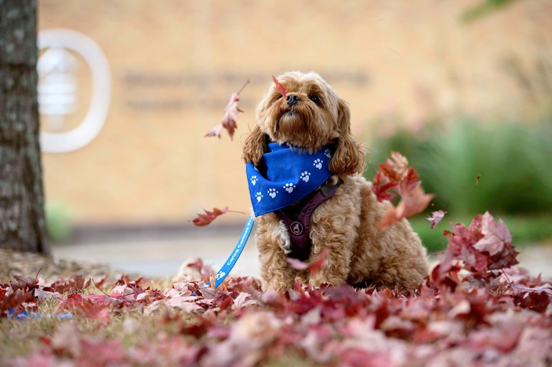 A dog outside in leaves