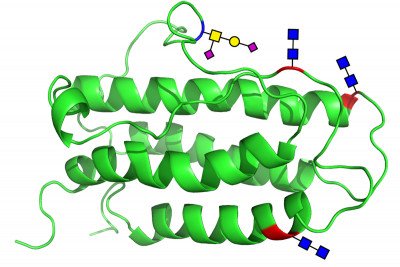 Pictured: Structure of Synthesized Erythropoietin