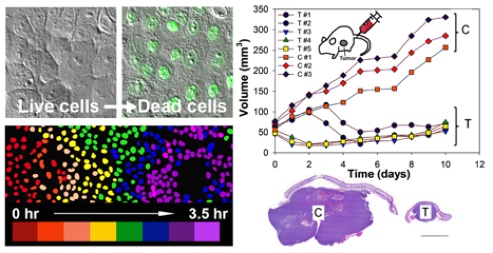 Nanoparticles Can Set Off a Wave of Self-Destruction in Cancer Cells ...