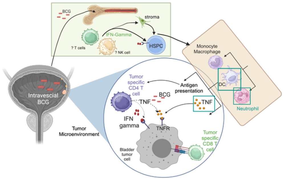 Mechanisms of BCG induced anti-tumor immunity | Sloan Kettering Institute