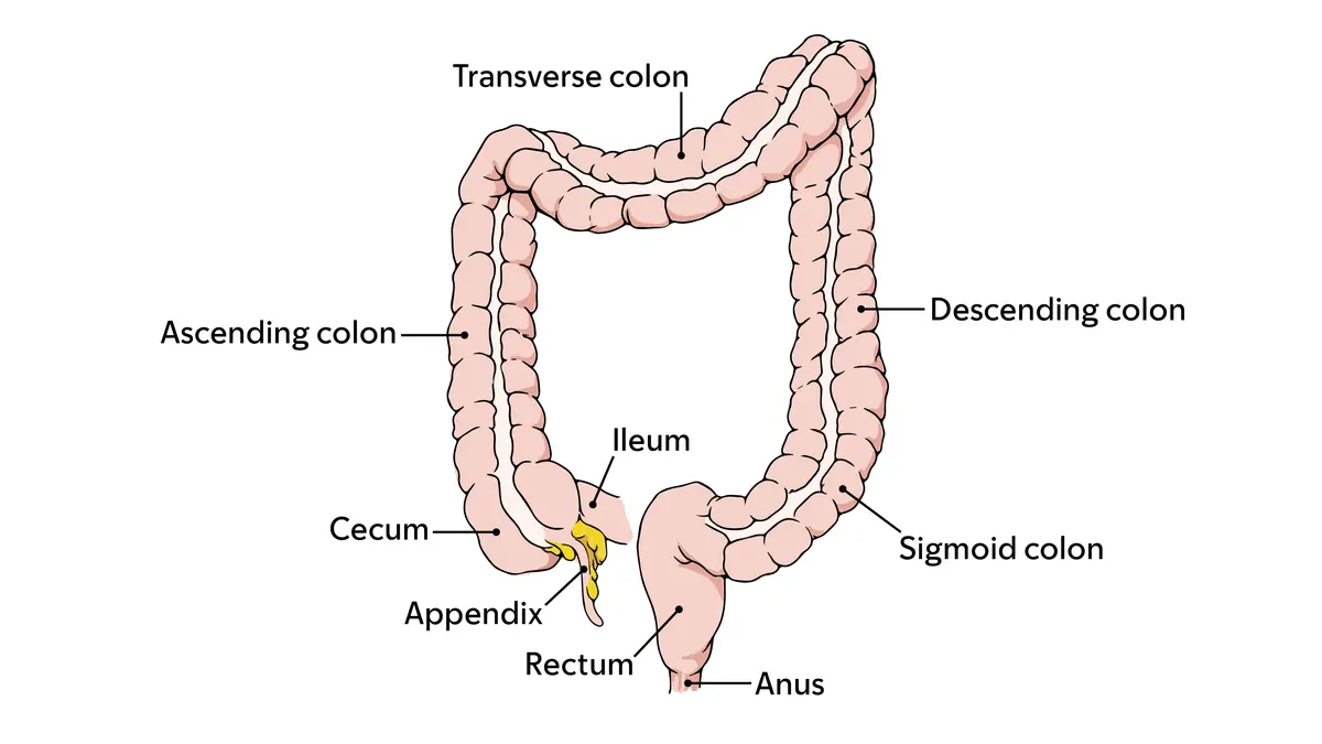 Diagram of the parts of the colon, including the transverse, descending, ascending, and sigmoid colon.