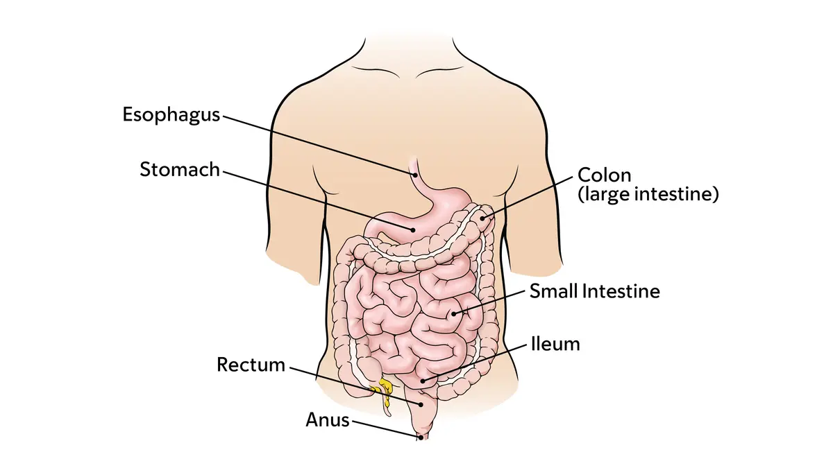 Diagram of the digestive system, including the esophagus, stomach, colon, large intestine, ileum, rectum, and anus. 
