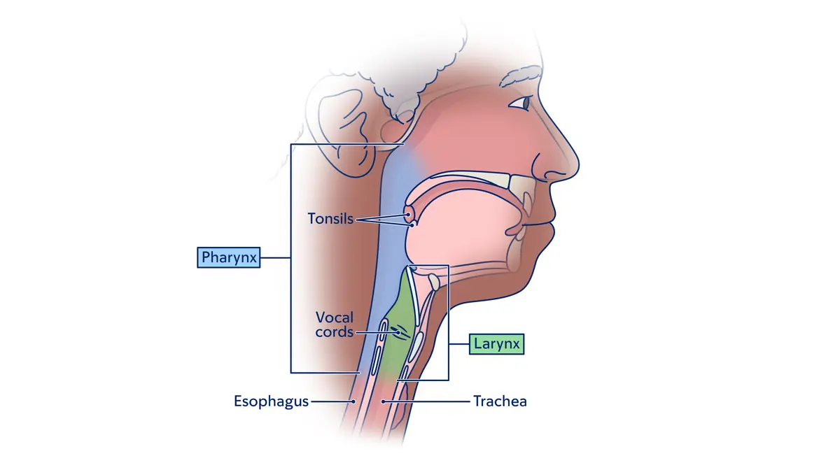 Illustration of the throat, showing the pharynx, larynx, trachea, and esophagus. 