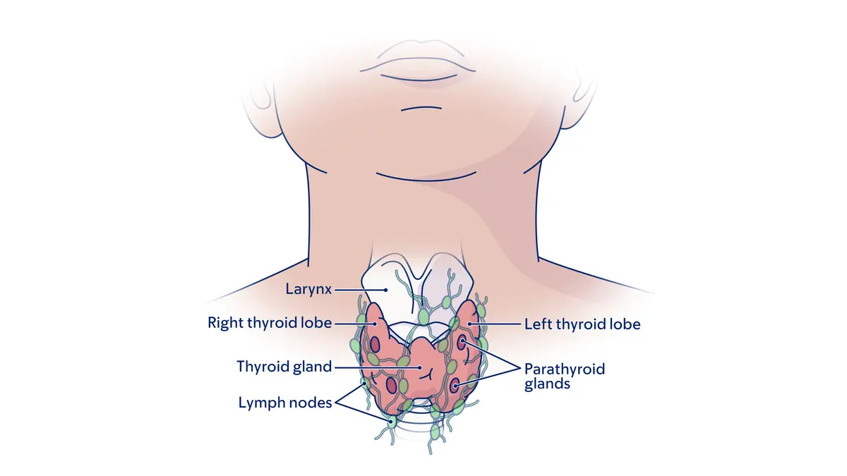 Illustration of the thyroid gland, including the location of the larynx, lymph nodes, and parathyroid glands. 