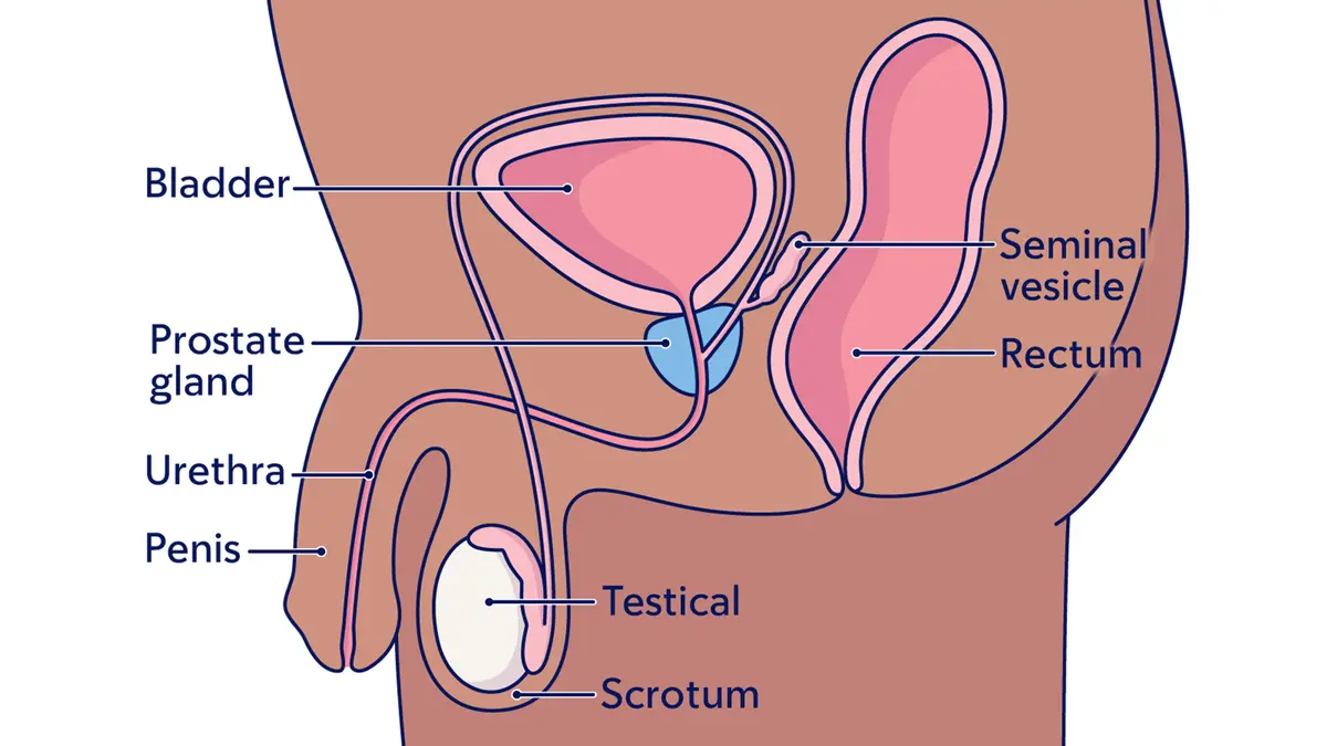 Illustration of the prostate gland, as well as the bladder, seminal vesicle, rectum, testicle, and scrotum. 