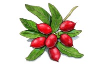 Synsepalum dulcificum