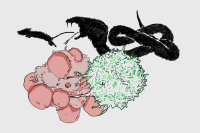 An illustration of an immune cell killing a cancer cell, and a snake attacking a mouse