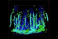 Green and blue blobs on a black background