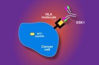 Pictured: ESK1 Monoclonal Antibody