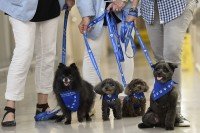 Four dogs wearing blue bandanas are held on leashes in a hallway at Memorial Hospital. Three handlers are seen only from the waist down.