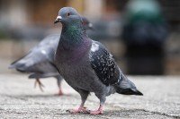 A colorful pigeon standing in an urban setting.