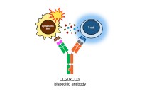 Photo of the bispecific antibody CD20xCD3 in action against a Lymphoma cell