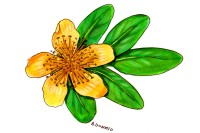 St. John's Wort