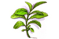 Stevia