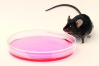 Lab mouse with cultured human pluripotent stem cells