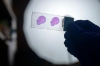 detail of a scientist holding up a slide
