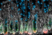 Microscope image of cells in a mouse colon