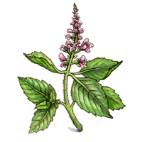 Holy basil