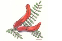 Sutherlandia frutescens