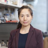 Linlin  Wang , PhD