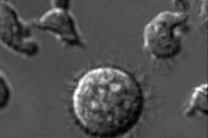 The Joseph Sun Lab | Sloan Kettering Institute