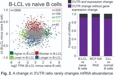 A change in 3'UTR ratio rarely changes mRNA abuandance
