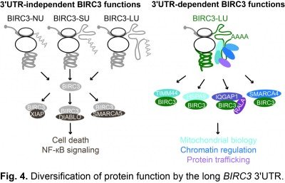 Diversification of protein function by the long BIRC3 3'UTR