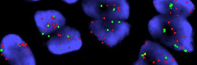 Blue cells containing small red and green dots on a black background